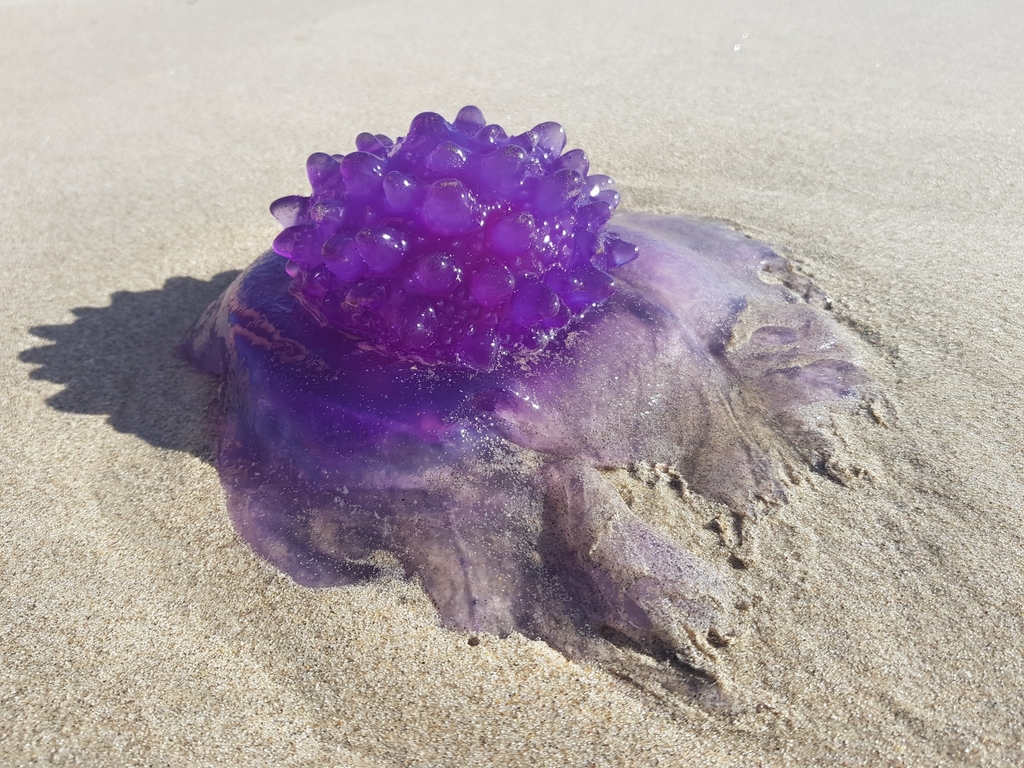 Cauliflower Jelly