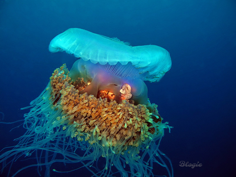 Cauliflower Jelly