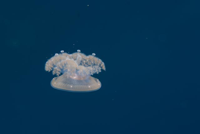 Cauliflower Jelly