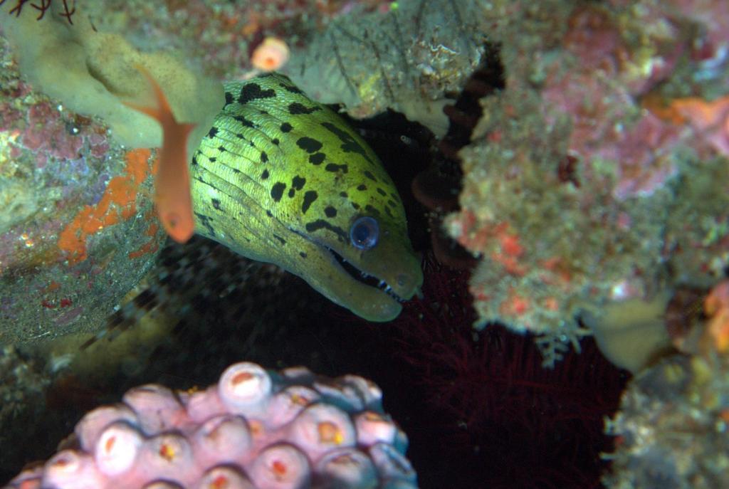 Fimbriated Moray