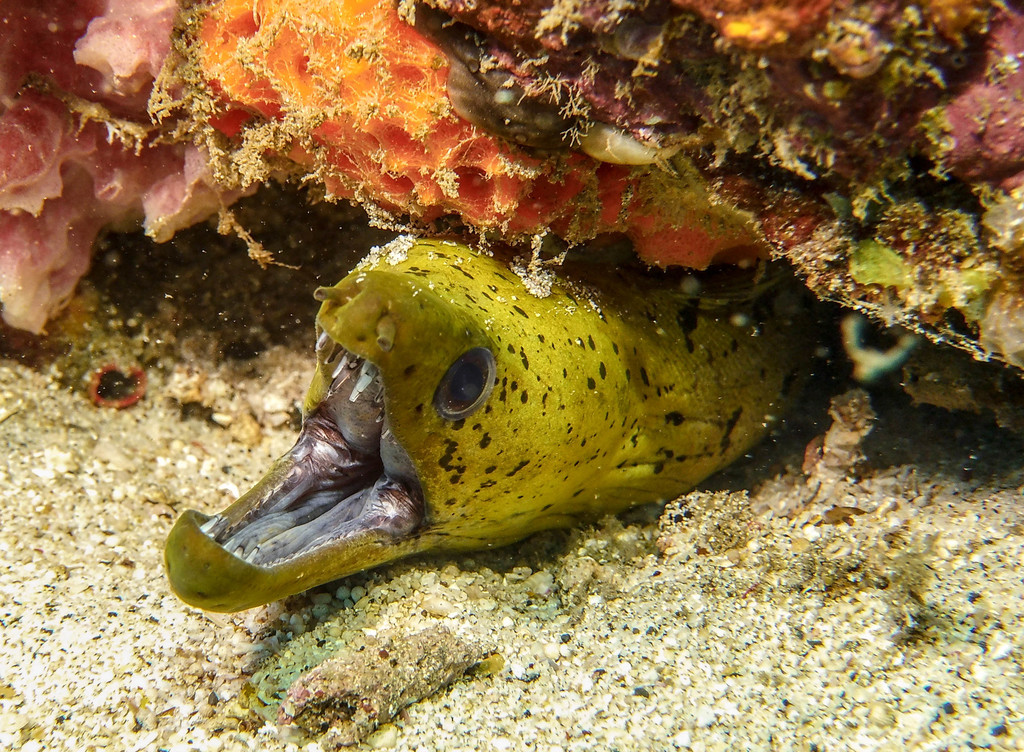 Fimbriated Moray