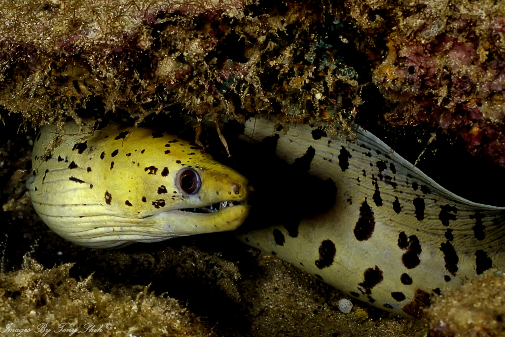 Fimbriated Moray