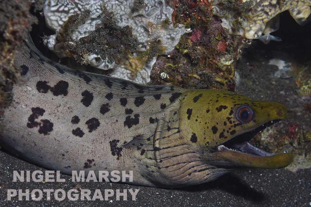 Fimbriated Moray