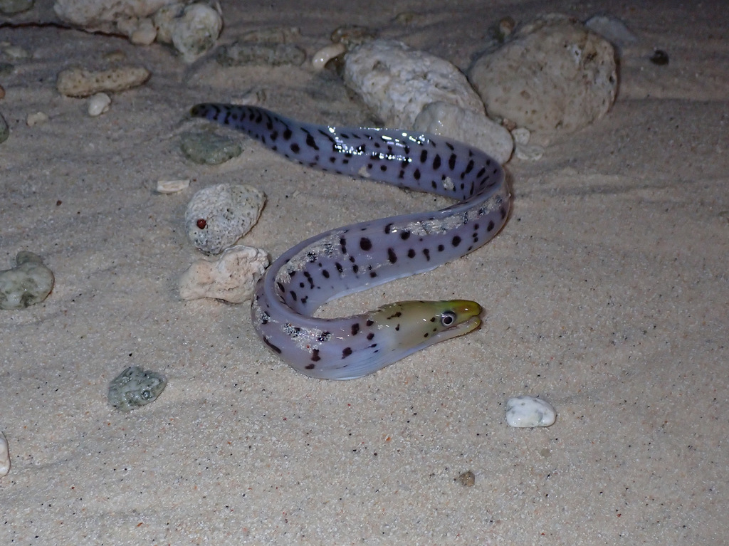 Fimbriated Moray