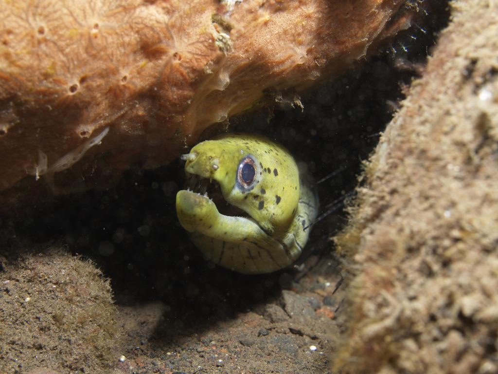 Fimbriated Moray