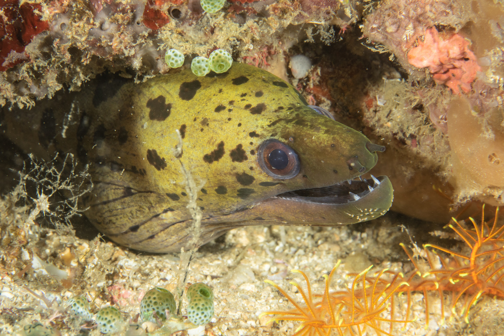 Fimbriated Moray