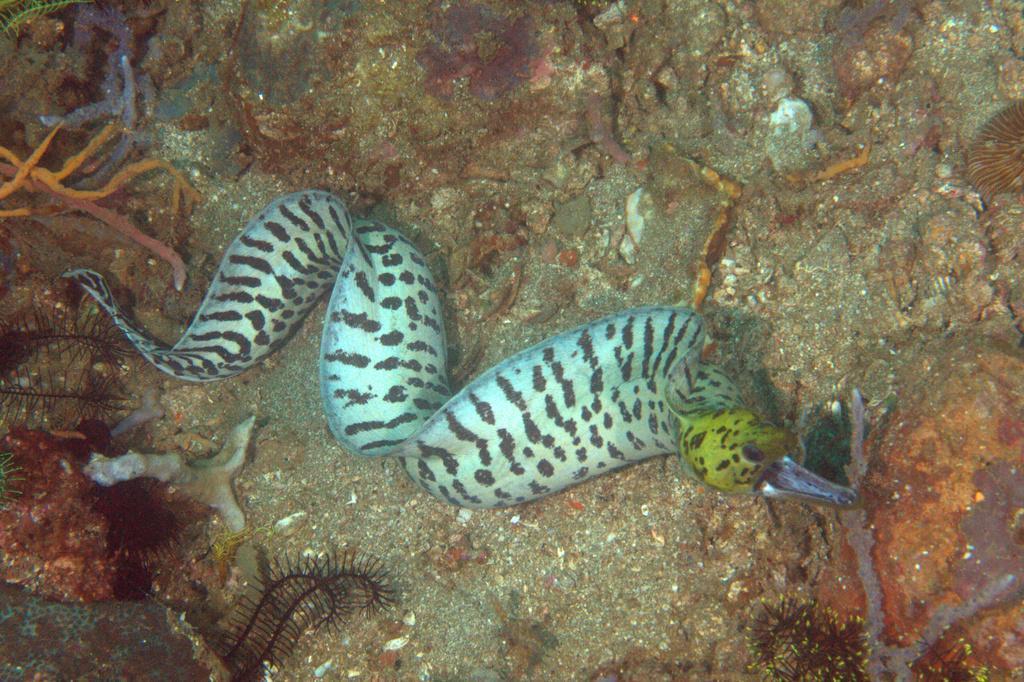 Fimbriated Moray