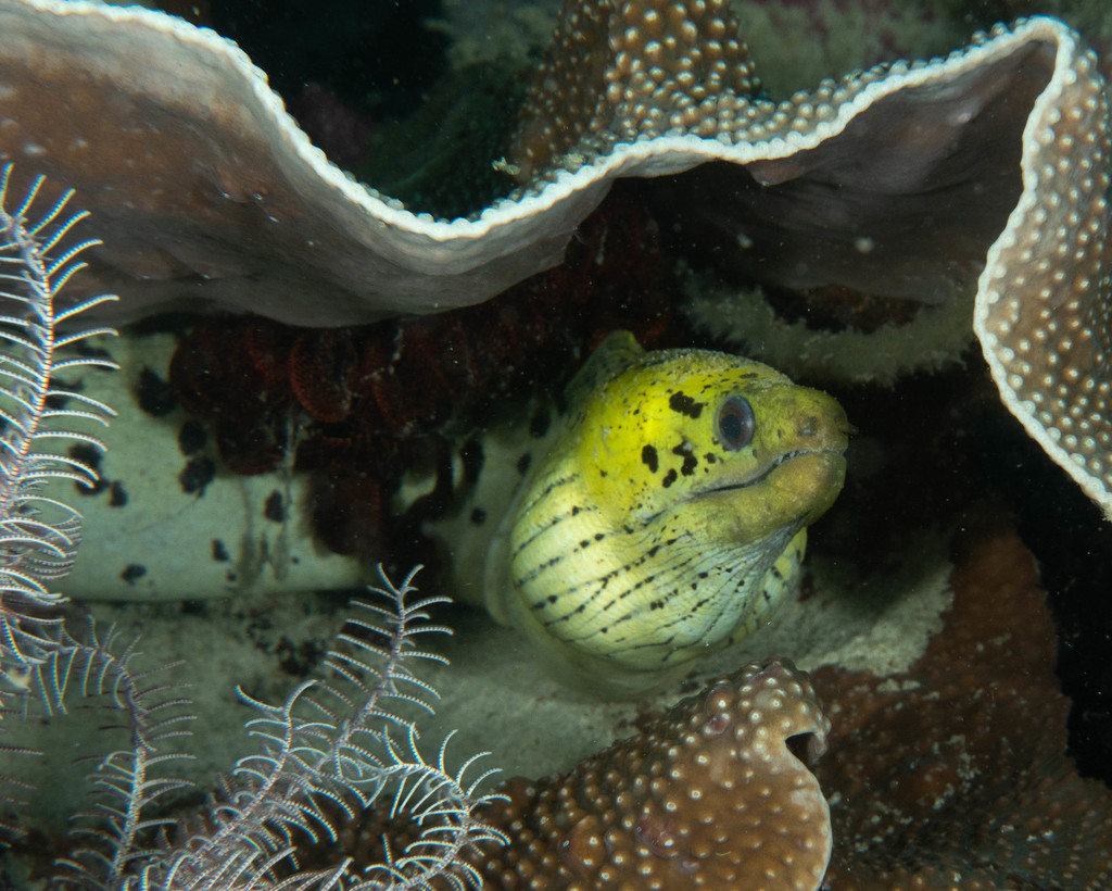 Fimbriated Moray