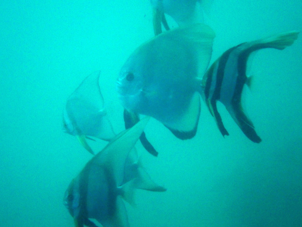 Golden Spadefish