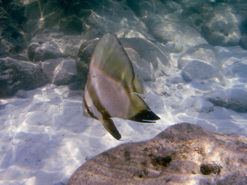 Golden Spadefish