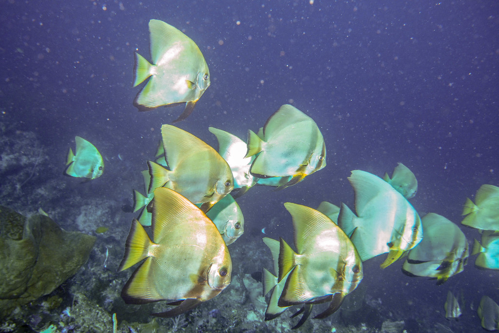 Golden Spadefish