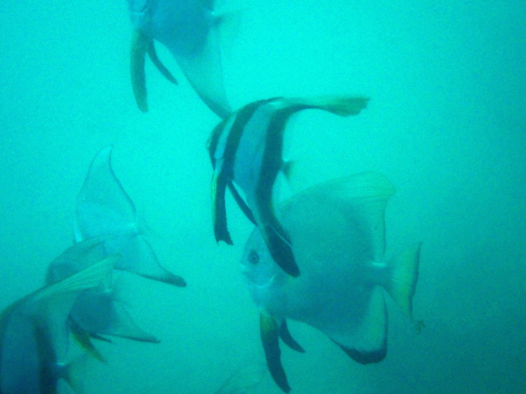 Golden Spadefish