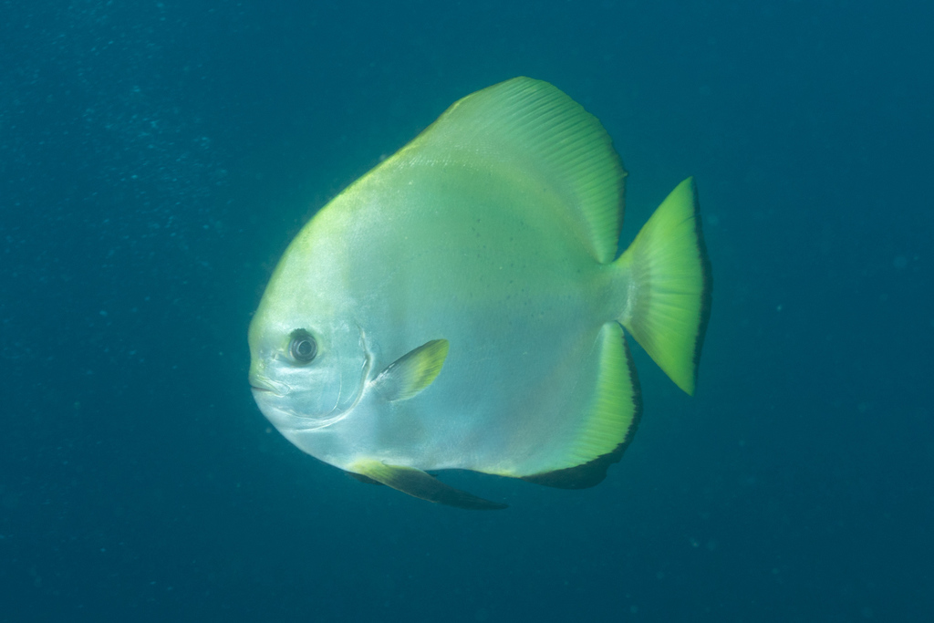 Golden Spadefish