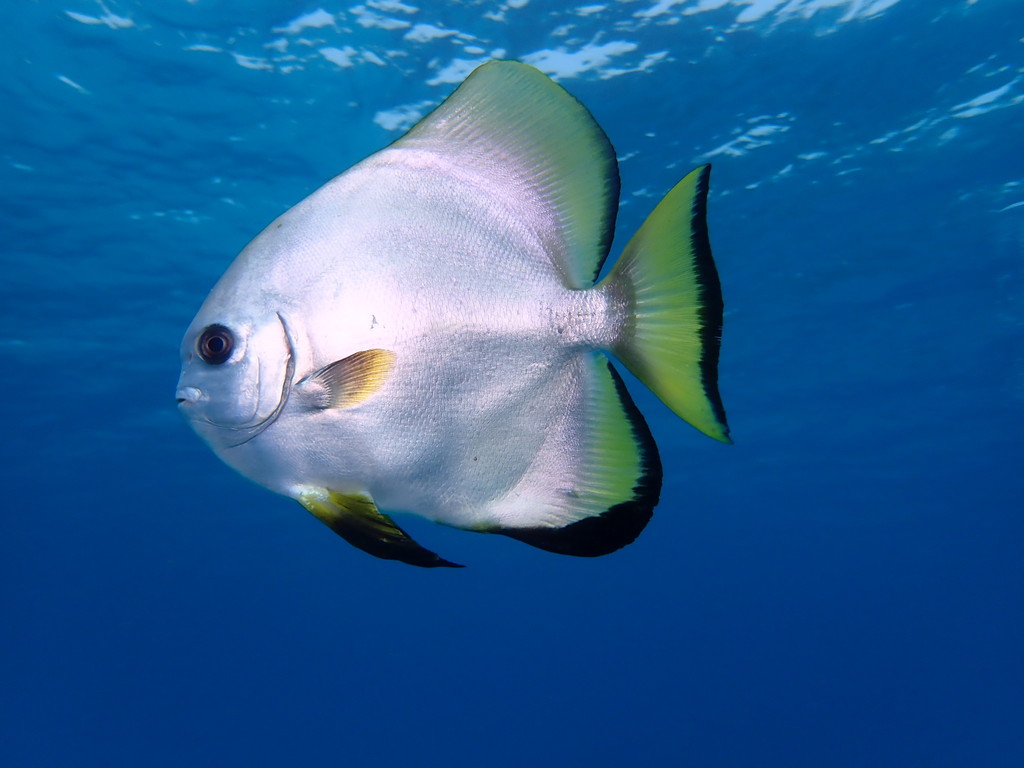 Golden Spadefish