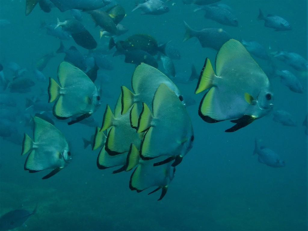 Golden Spadefish