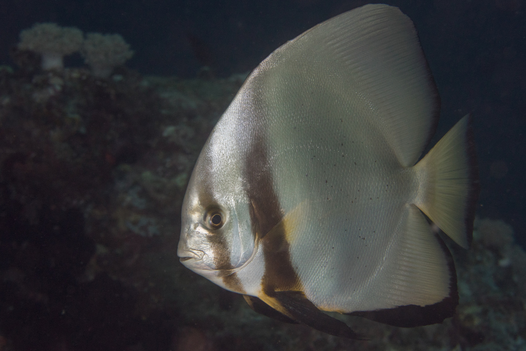 Golden Spadefish