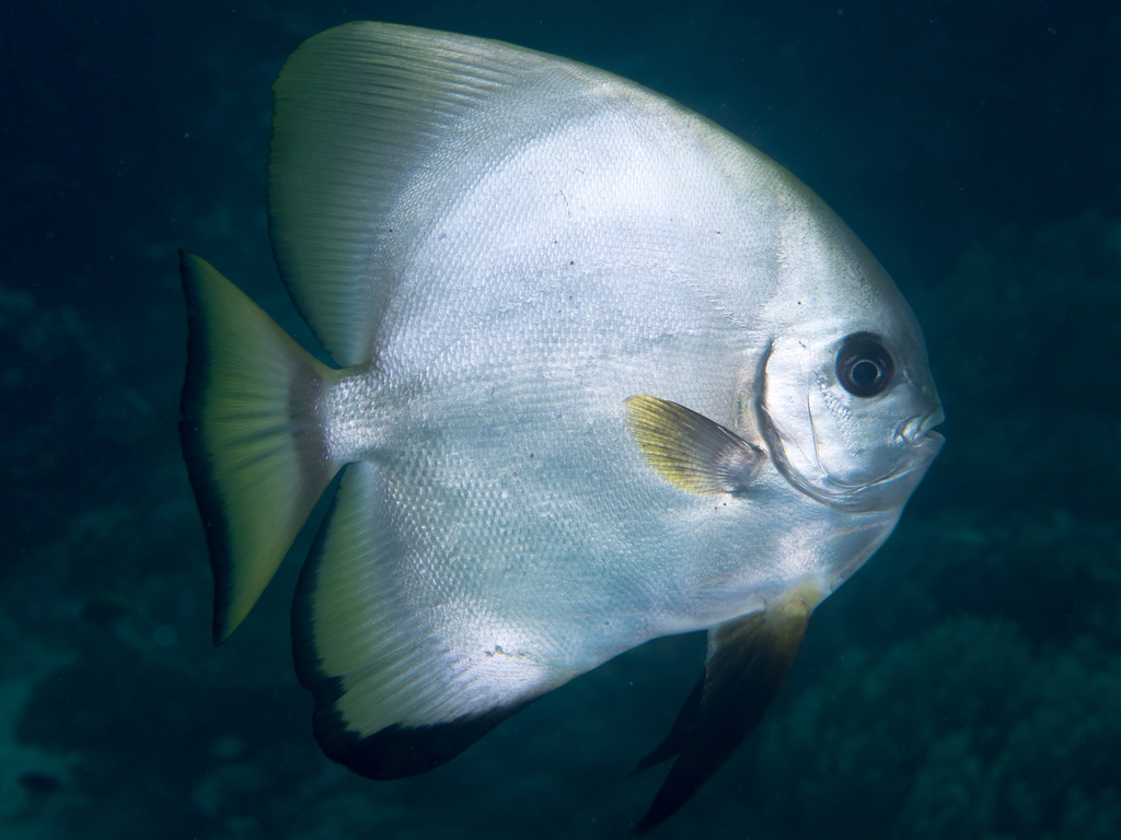 Golden Spadefish