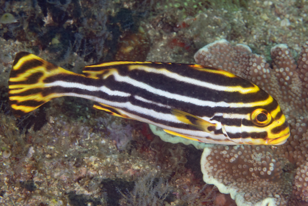Oriental Sweetlips
