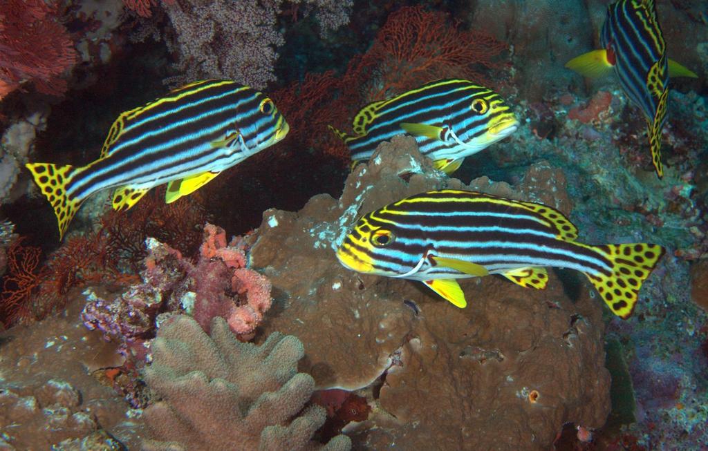 Oriental Sweetlips