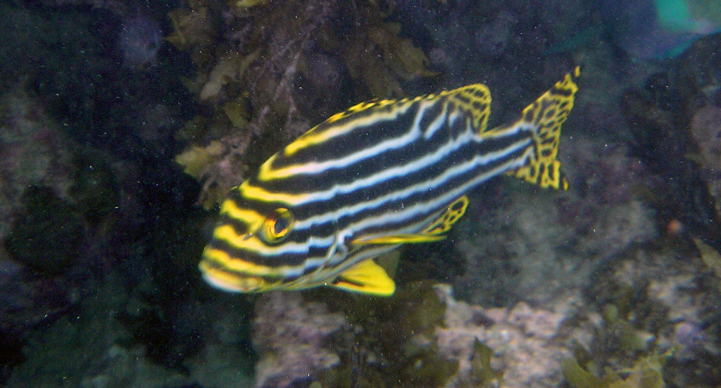 Oriental Sweetlips