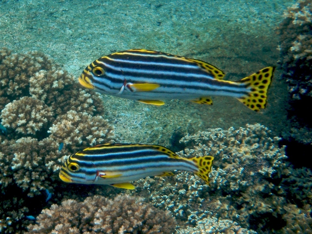 Oriental Sweetlips