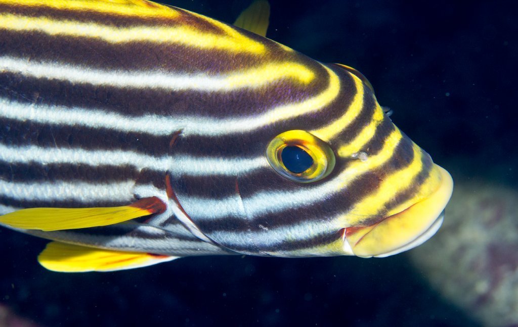 Oriental Sweetlips