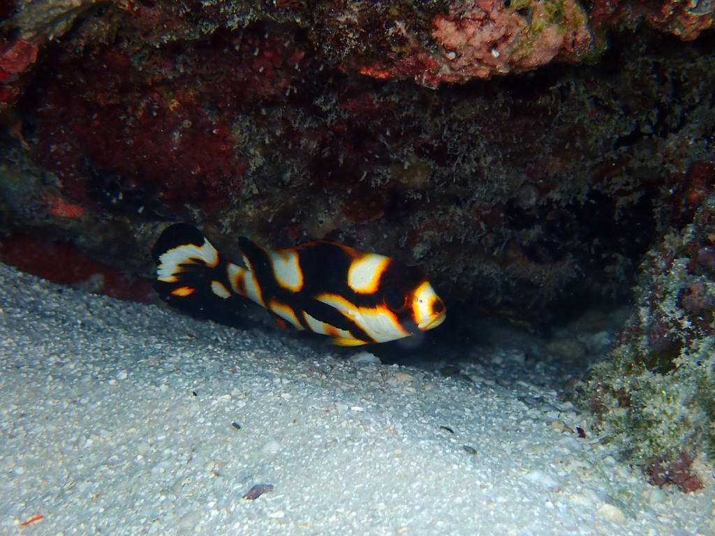 Oriental Sweetlips