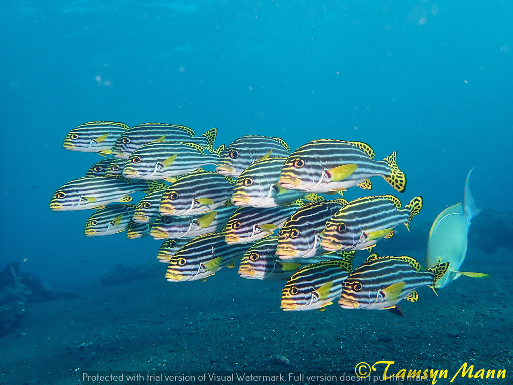 Oriental Sweetlips