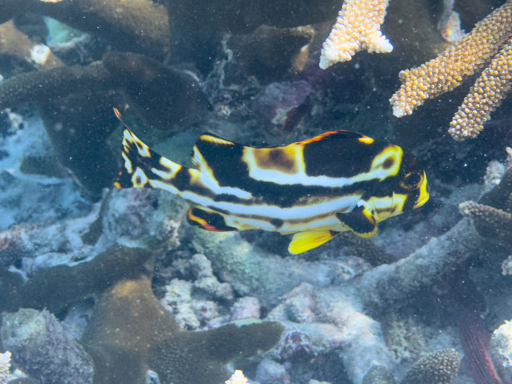 Oriental Sweetlips