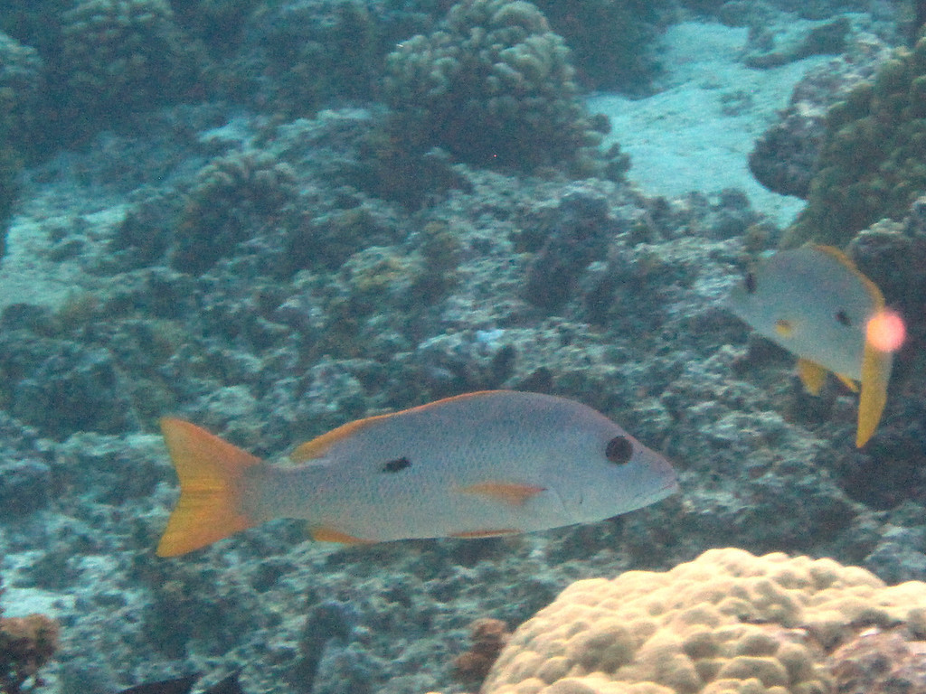 Onespot Snapper