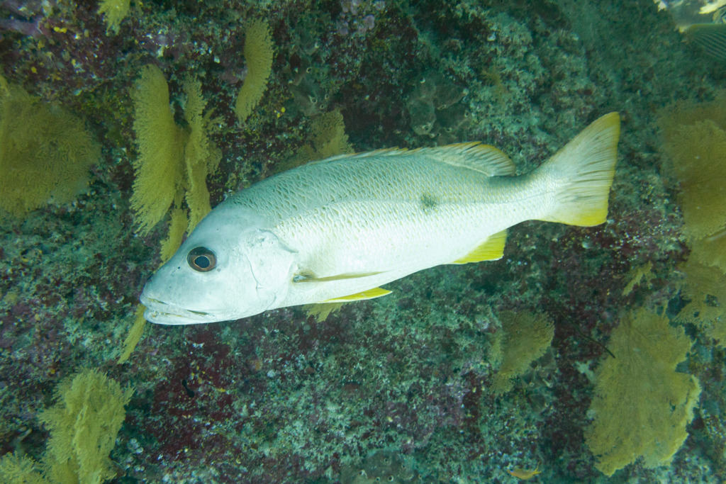 Onespot Snapper