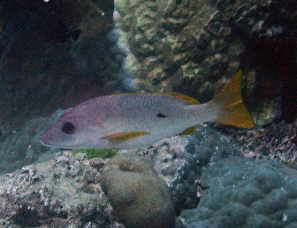 Onespot Snapper