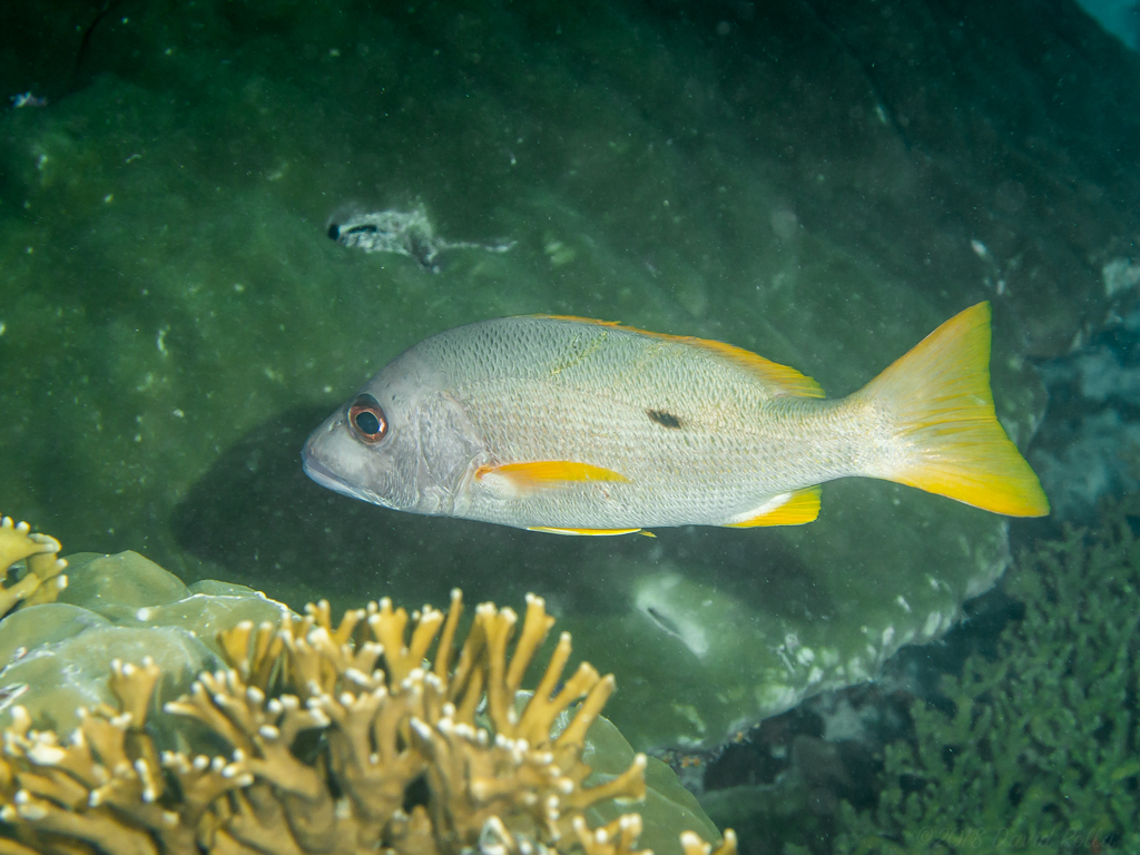 Onespot Snapper
