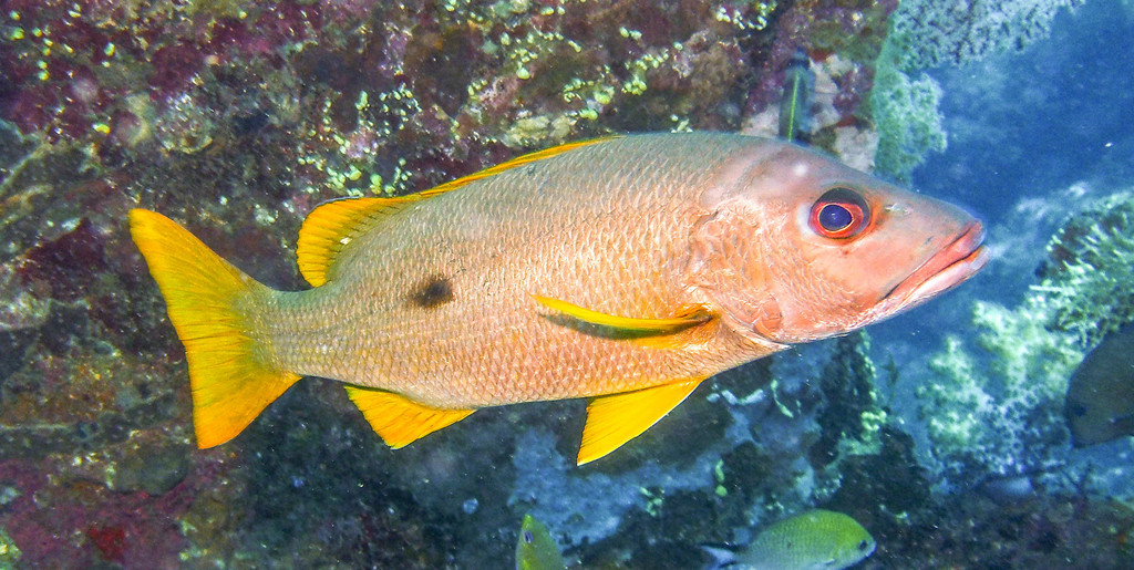 Onespot Snapper