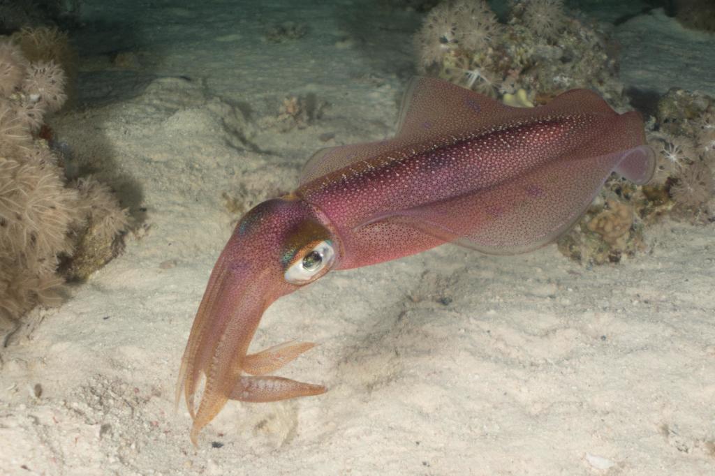Bigfin Reef Squid