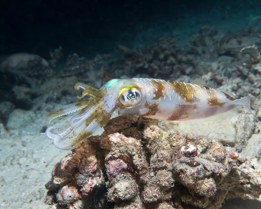 Bigfin Reef Squid