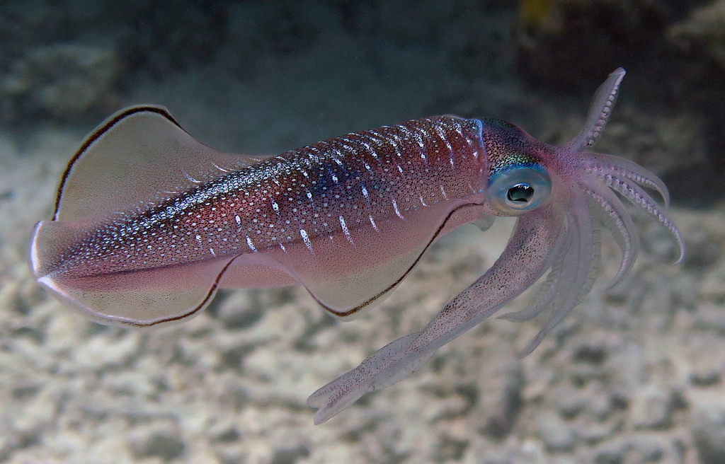 Bigfin Reef Squid