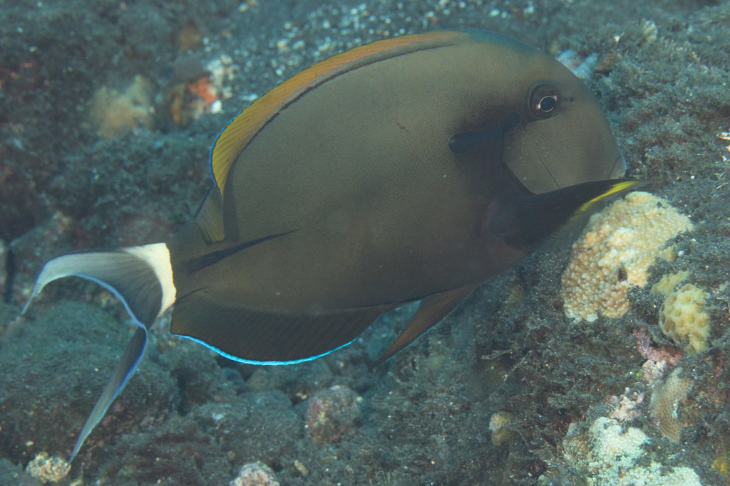 Eyeline Surgeonfish