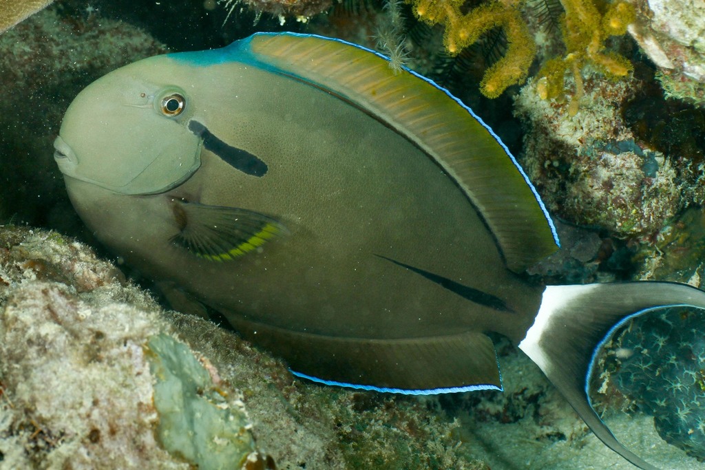 Eyeline Surgeonfish