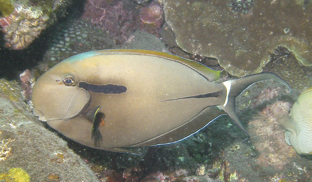 Eyeline Surgeonfish