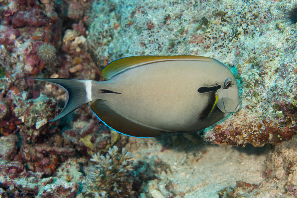 Eyeline Surgeonfish