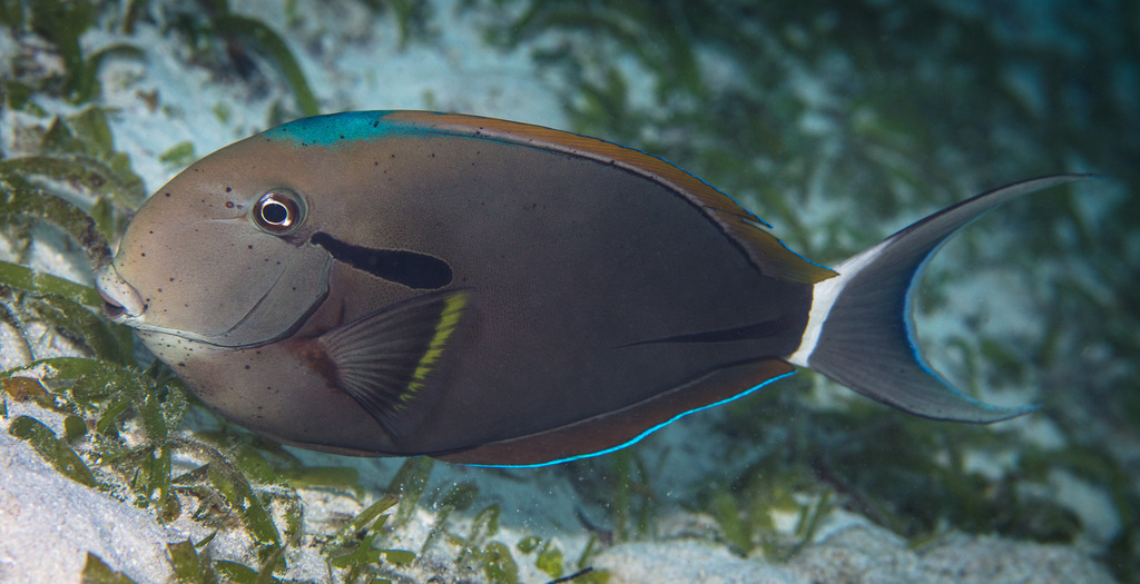 Eyeline Surgeonfish