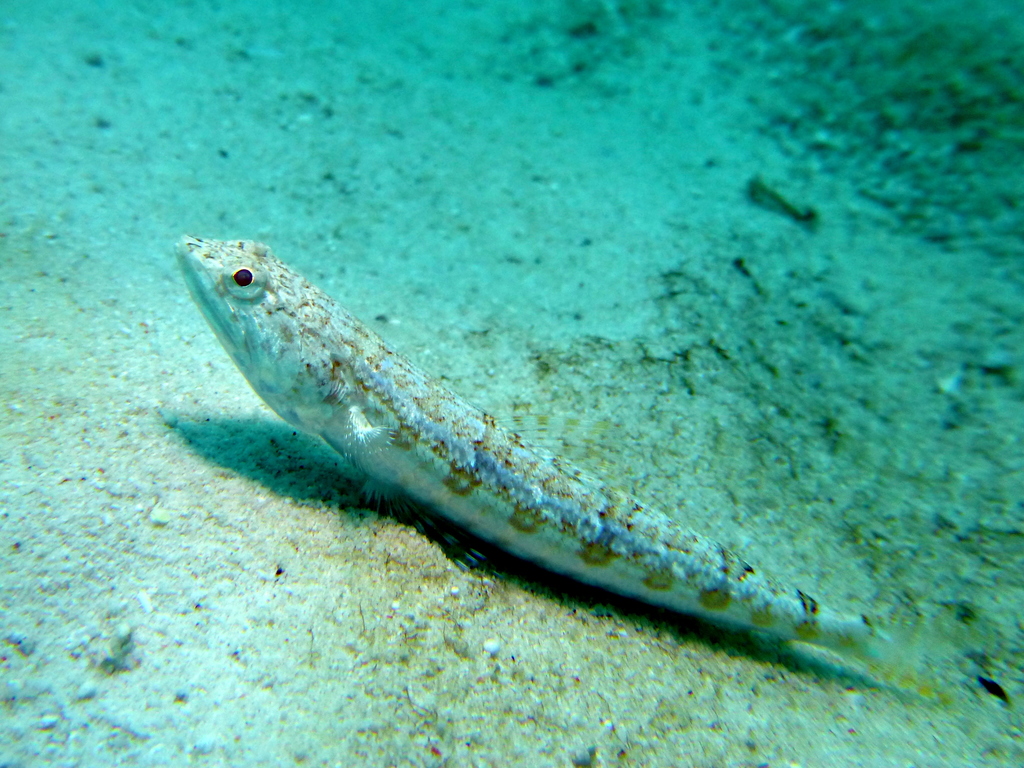 Bluestripe Lizardfish