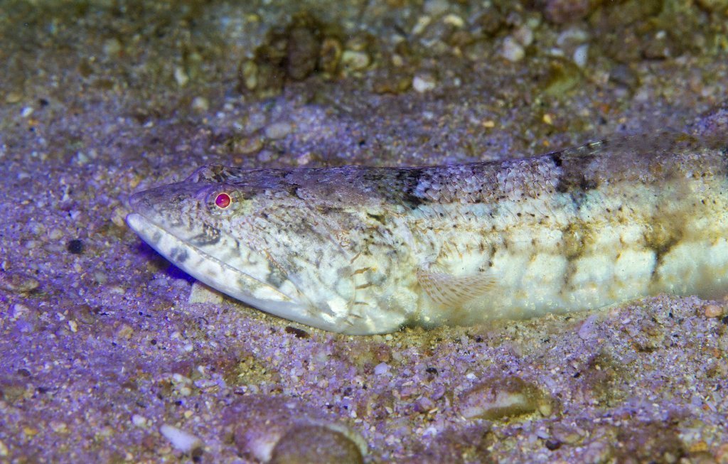 Bluestripe Lizardfish