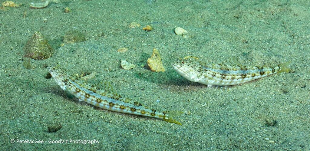 Bluestripe Lizardfish