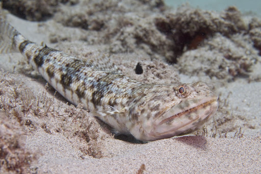 Bluestripe Lizardfish