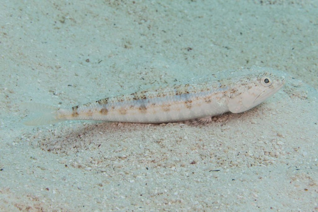 Bluestripe Lizardfish