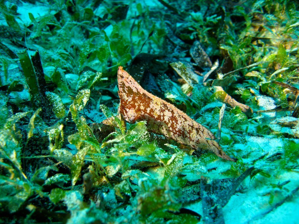 Cockatoo Waspfish