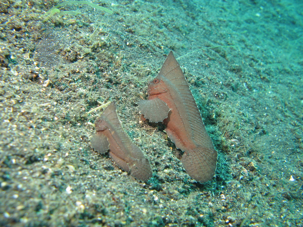 Cockatoo Waspfish