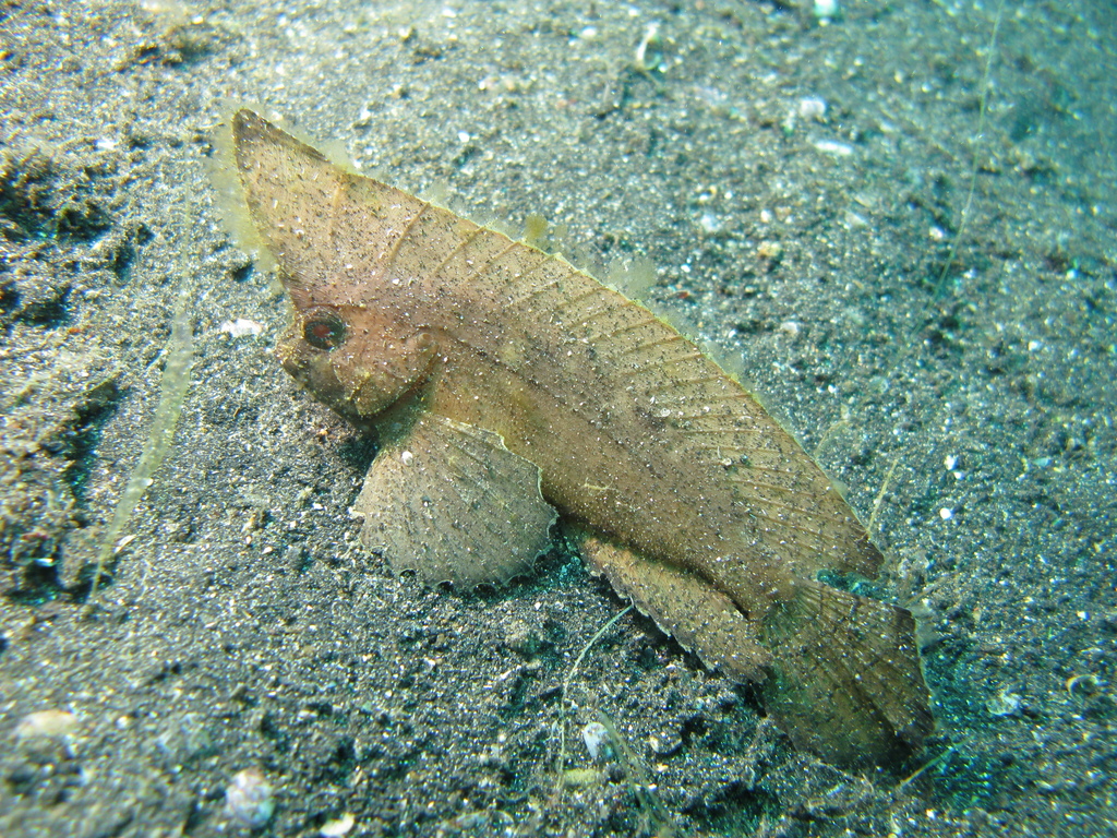 Cockatoo Waspfish